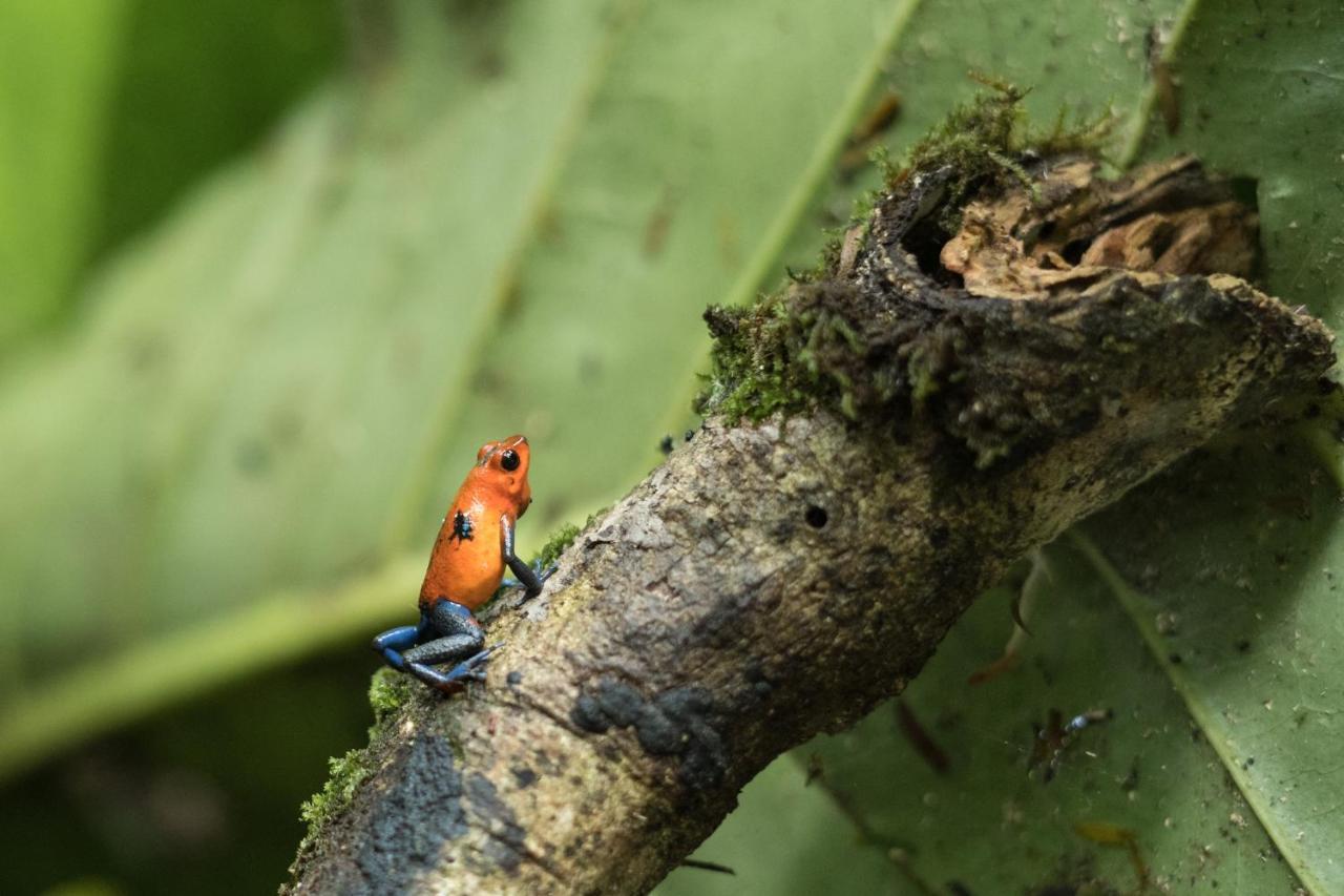 Cabanas Del Rio La Fortuna Dış mekan fotoğraf